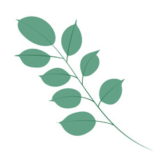 Eucalyptus branch. Simple hand drawn in flat design plant twig with leaves. Isolated vector illustration