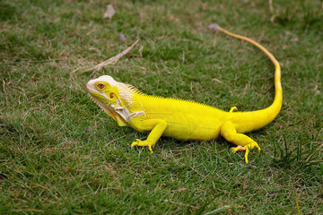 Albino iguanas crawling on the grass