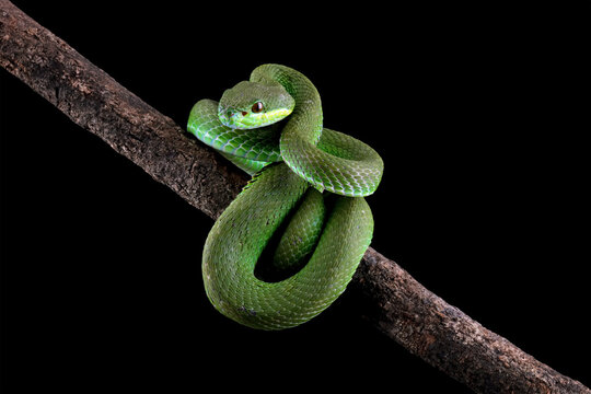 Baby green viper snake, White-lipped tree viper Trimeresurus albolabris