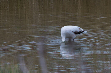 flamenco blanco joven paseando por el rio