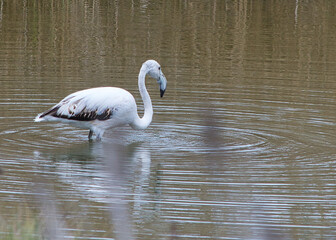 flamenco blanco joven paseando por el rio