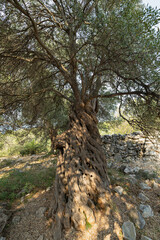 Olive tree