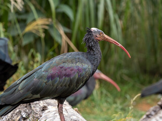 Waldrapp