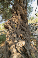 Olive tree structure