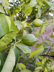 Obraz premium Green lemons on a branch in the garden. The concept of agriculture. Vertical orientation. Selective focus.