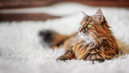 Funny cat lying on a white furry blanket