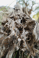 Olive tree trunk