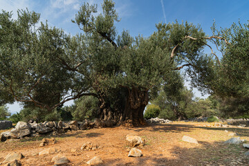 Oldest Olive Tree in the world, Pag Island, Lun, Croatia