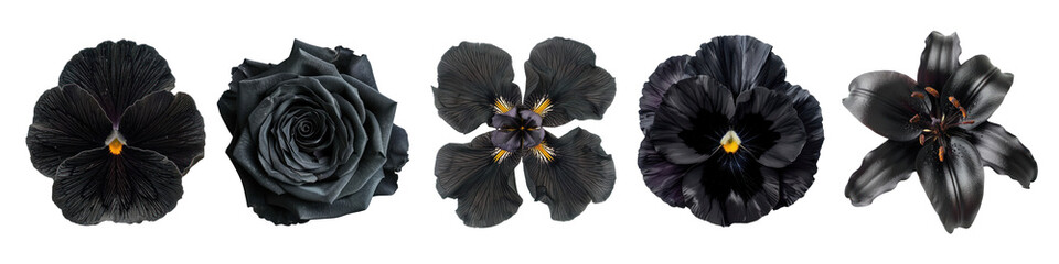 Blooming black flower png cut out element set