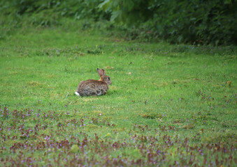 rabbit on the meadow, rabbit at dawn, rabbit on the wild meadow in his habitat