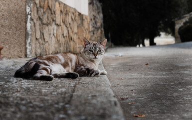 gato callejero descansado en una calle de pueblo
