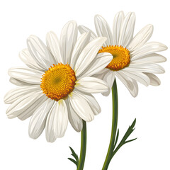 Fototapeta premium Beautiful daisy blossom isolated on white background