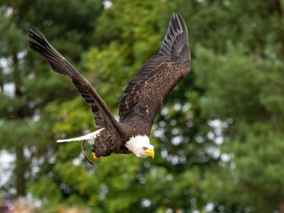 Adler