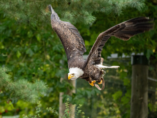 Adler