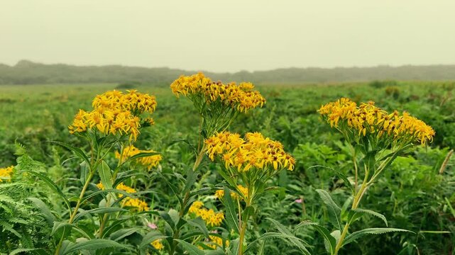 wild senecio flowers swaying in a wind ,wild yellow flower in foggy field