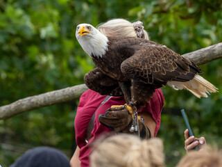 Adler