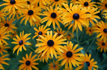 Rudbeckia hirta plants texture background view