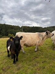 Obraz premium cows on a meadow