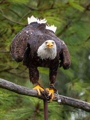 Adler