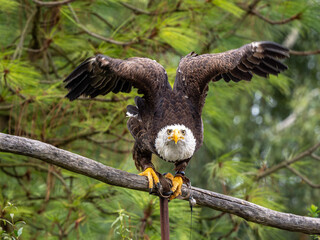 Adler