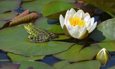 Frosch mit Seerose © Rebel