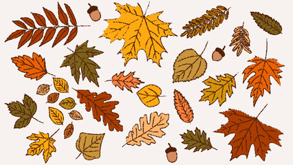 Set of chalk sketches of autumn leaves. The hand drawn, doodle illustrations capture the essence of fall with a fun, creative touch, ideal for seasonal designs. Not AI.