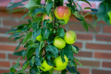 Many red and yellow apples on a apple tree in private garden.