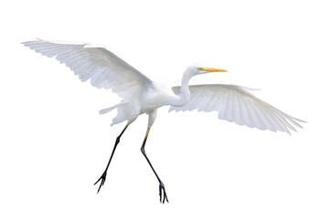 white big bird, heron in flight, isolated on white