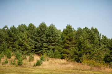 Obraz premium Bushes and trees on sky background