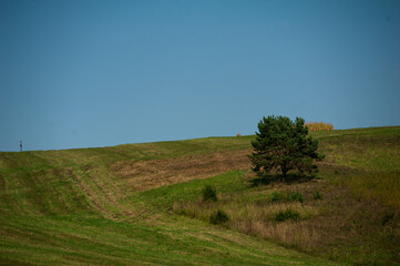 Fototapeta premium Landscape of green field with trees and blue sky