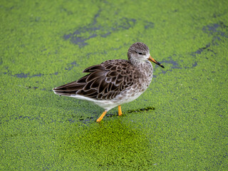 Graubruststrandläufer