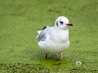 Möwe