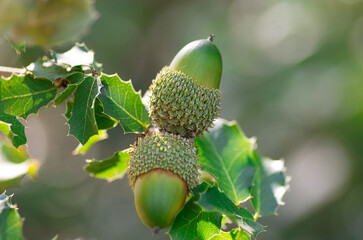 frutos y hojas verdes sobre fondo verde desenfocado. 