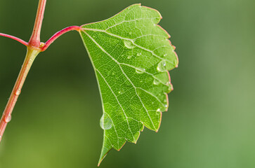frutos y hojas verdes sobre fondo verde desenfocado. 
