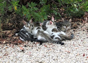 tabby cat with kittens