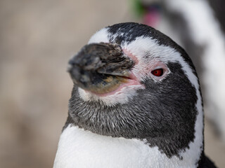 Pinguin