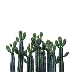 cactus in the desert