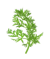 One green carrot twig isolated on white