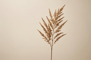 Obraz premium Aesthetic Neutral Background Concept, Dried Plant on Cream Background