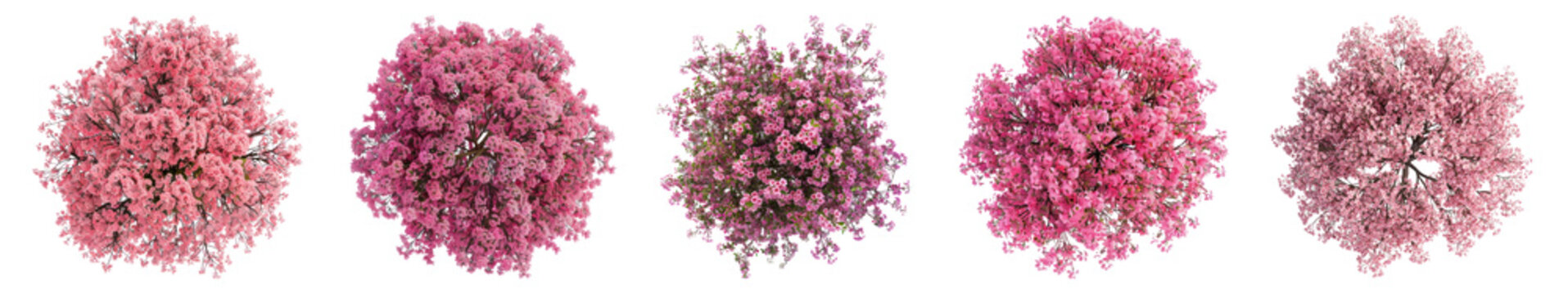 Top view pink tree png cut out element set