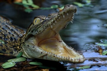 potrait crocodile that stretches its mouth to warm its body temperature, 04 September 2024 Indonesia
