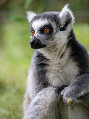 Fototapeta premium Katta