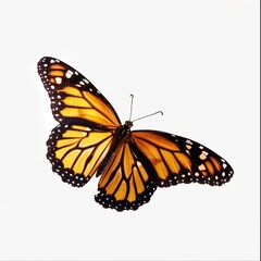 Fototapeta premium Butterfly isolated on transparent background