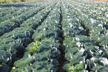 Fototapeta premium Green cabbages growing in field on sunny day