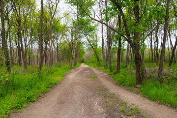 Fototapeta premium road in the forest