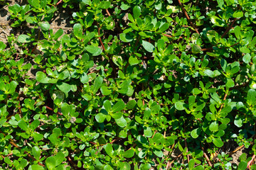 Portulaca oleracea