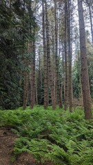Fototapeta premium Pine Forest in the Evening