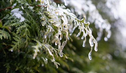 beautiful crystal frost on thuja evergreen with icy leaves, foliage and tree branches, frosty...