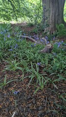 Bluebells on the Forest Floor