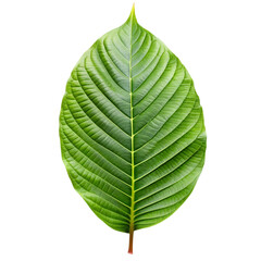 Obraz premium fresh mitragyna speciosa leaf or kratom tree studio isolated on transparent background